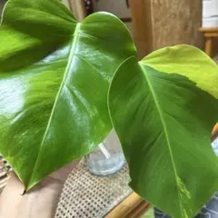 セール中 モンステラオーレア6号親株 モンステラ特集 No.15006 モンステラ オーレア – 植物家族