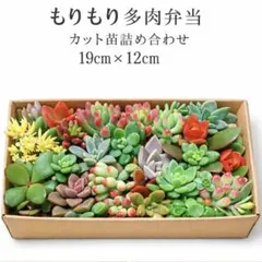 多肉植物カット苗詰め合わせ 19cm×12cmもりもり多肉弁当