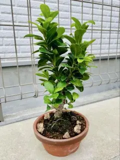 美しい盆栽 株立小葉ガジュマル ガジュマル小葉 最高！S字樹形 小葉ガジュマル盆栽② 観葉植物