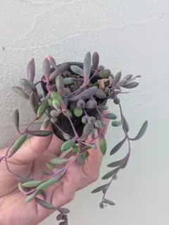 多肉植物★ルビーネックレス♪オマケ付♪