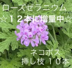 ローズゼラニウム 挿し穂 10本 自家栽培 ネコポス(28)のサムネイル