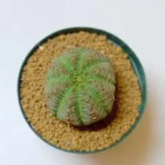 シンメトリカ ユーフォルビア 雄現品 佐川急便ゆうパック発送 シンメトリカ ユーフォルビア 雄現品 佐川急便ゆうパック発送