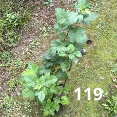 希少 ぶどう苗木 3種3株 ゴールドフィンガー ウインク - メルカリ