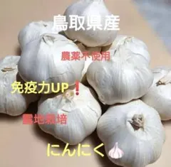 2026年最新】ニンニク 無農薬の人気アイテム - メルカリ