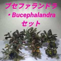 ブセファランドラ・Bucephalandra水草・セット画像全部 ブセファランドラ・Bucephalandra水草・セット画像全部 - メルカリ