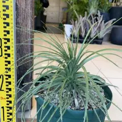 2025年最新】プヤ セルーレアの人気アイテム - メルカリ