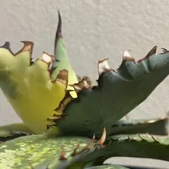 親株 アガベ ハイブリッド キシロナカンサ × コロラータ agave