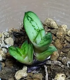 2026年最新】ガステリア 臥牛の人気アイテム - メルカリ