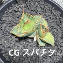 アガベ ネオメキシカーナ斑入り サンスポット - メルカリ