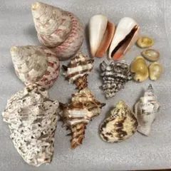 貝殻セット