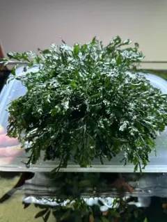 ボルビティス ヒュディロティ　大株 ボルビティス ヒュディロティ 流木や石に活着できる陰性水草