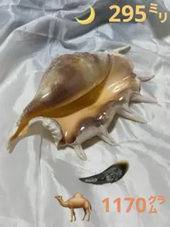 貝殻(沖縄の青い海の宝)ラクダガイ　蓋付