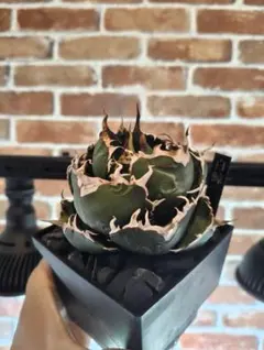 2026年最新】アガベ 白鯨 大株の人気アイテム - メルカリ