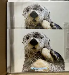 ラッコのキラちゃん　トレカ2枚セット（レア、ノーマル） 2025年最新】ラッコのキラちゃんの人気アイテム - メルカリ