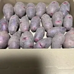 masanori koizumi様 リクエスト 2点 まとめ商品