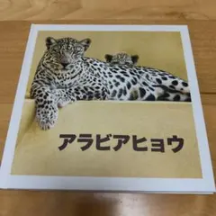 アラビアヒョウ 写真集