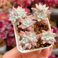 2026年最新】多肉植物エケベリア抜き苗の人気アイテム - メルカリ