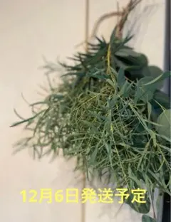 ユーカリ インテリア