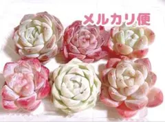 多肉植物 ピンク系 エケベリア 6苗 詰め合わせ 寄せ植え