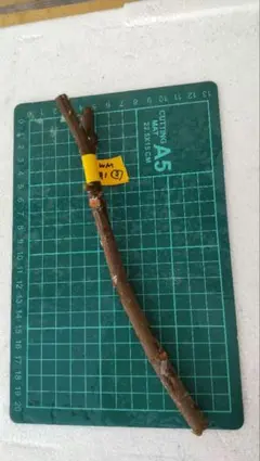 2026年最新】いちじく 穂木の人気アイテム - メルカリ