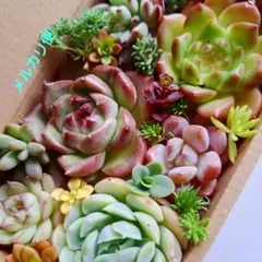 ②韓国苗　多肉植物詰め合わせセット。カット苗。寄せ植えセット。多肉弁当