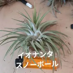 チランジア イオナンタ グアテマラ ジャイアントフォーム - メルカリ