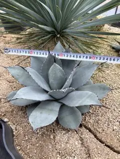 2025年最新】アガベ パリー 姫吉祥天の人気アイテム - メルカリ