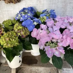火曜特価！3鉢価格！はにかみ天使 紫陽花 山アジサイ 苗 苗木 5号鉢