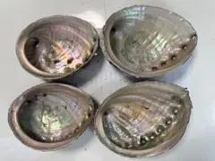 あわび　貝殻　セット