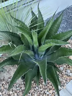 2026年最新】ローガンカルホーンの人気アイテム - メルカリ