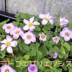 ☆超レア☆オキザリス　ジーコエブリエンシス　球根　大4個のサムネイル