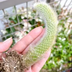 現品 猫のしっぽ ヒルデウィンテラ 紐サボテン 抜き苗 多肉植物 - メルカリ