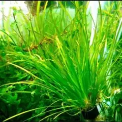 ブリクサショートリーフ 5株 水中葉 無農薬 無害虫 - メルカリ