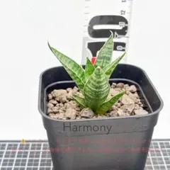 ☆S-17 希少 サンスベリア ブラケニア 斑入り 鉢ごとメルカリ発送 ☆S-17 希少 サンスベリア ブラケニア 斑入り 鉢ごとメルカリ発送