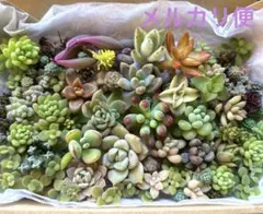 多肉植物 初心者 セダムエケベリア詰め合わせ カット苗セット　多肉弁当　花団錦