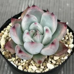 あきな様 リクエスト 2点 まとめ商品