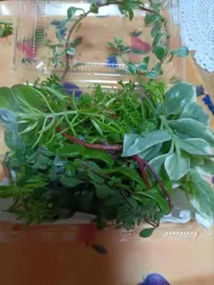 多肉植物セット プラスチック容器入り