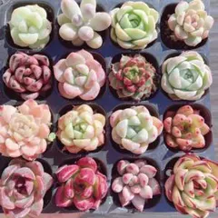 ゆみちん様 リクエスト 2点 まとめ商品