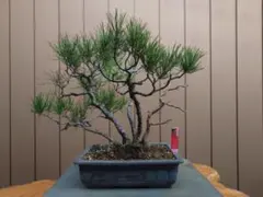 赤松 盆栽 鉢植え 樹齢18年 赤松 盆栽 鉢植え 樹齢18年 - メルカリ