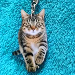 新品未使用で可愛い猫のアクリルキーホルダーです