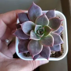 しぃ様 リクエスト 3点 まとめ商品速達代追加