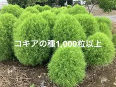 Hello様 リクエスト 2点 まとめ商品