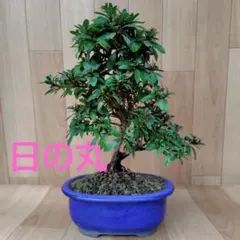 さつき盆栽　中型盆栽　素材B さつき盆栽中型盆栽素材B