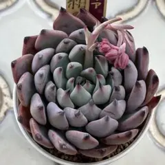 プ*ん様 ＊紫紺の矢　おらいさん苗　ミックスベリア