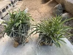 cova様 リクエスト 3点 まとめ商品