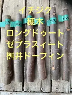 2026年最新】いちじく 穂木の人気アイテム - メルカリ