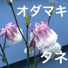 ジュン様 リクエスト 4点 まとめ商品