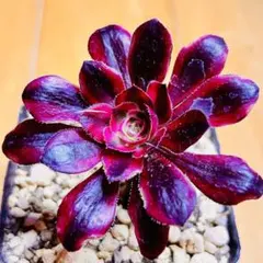 多肉植物 ⭐️アエオニウム シャネル⭐️韓国苗育成 抜き苗 d98 - メルカリ