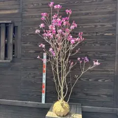 ミツバツツジ/花芽多数【現品発送】管理80111 2026年最新】ミツバツツジ 苗の人気アイテム - メルカリ