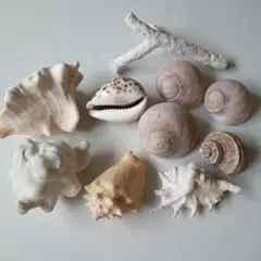 93 　大きめ　貝殻とサンゴのセット インテリア